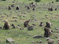 Gelada's in Ethiopie