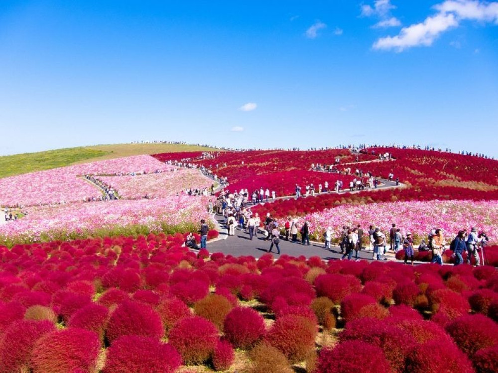 Hitachi Seaside Park