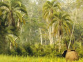 Congo jungle