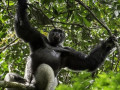 Gorilla in Congo