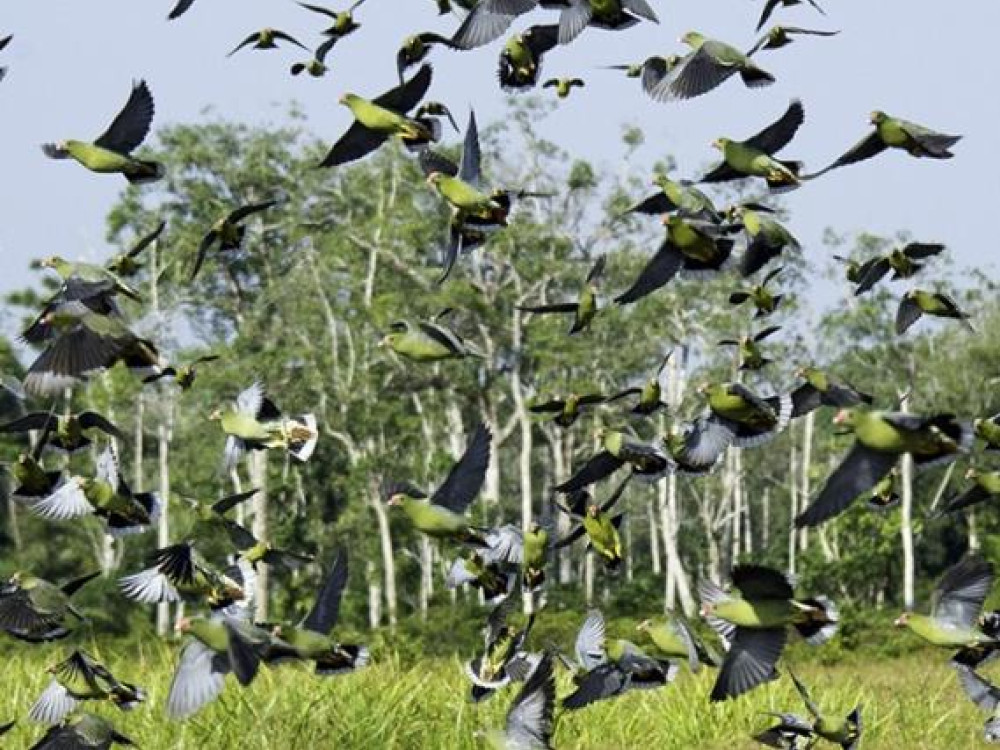 Vogels in Congo
