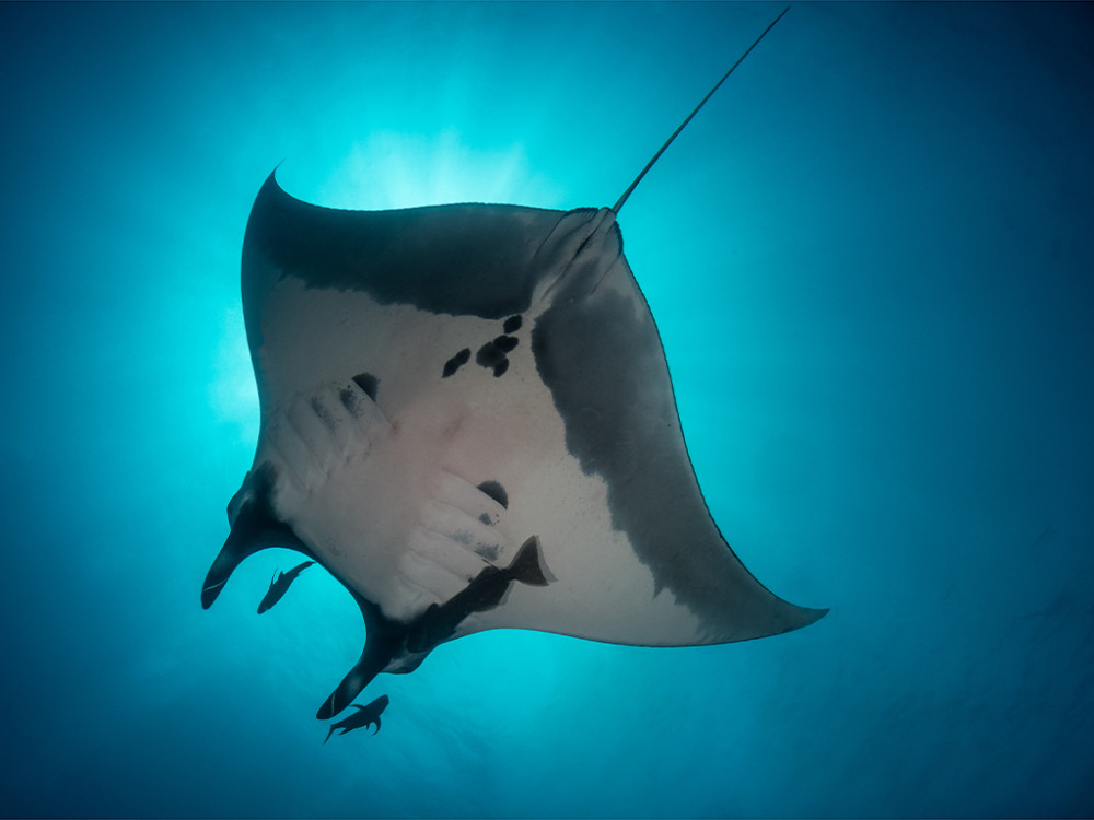 Reuzenmanta, Manta Ray Island, Fiji