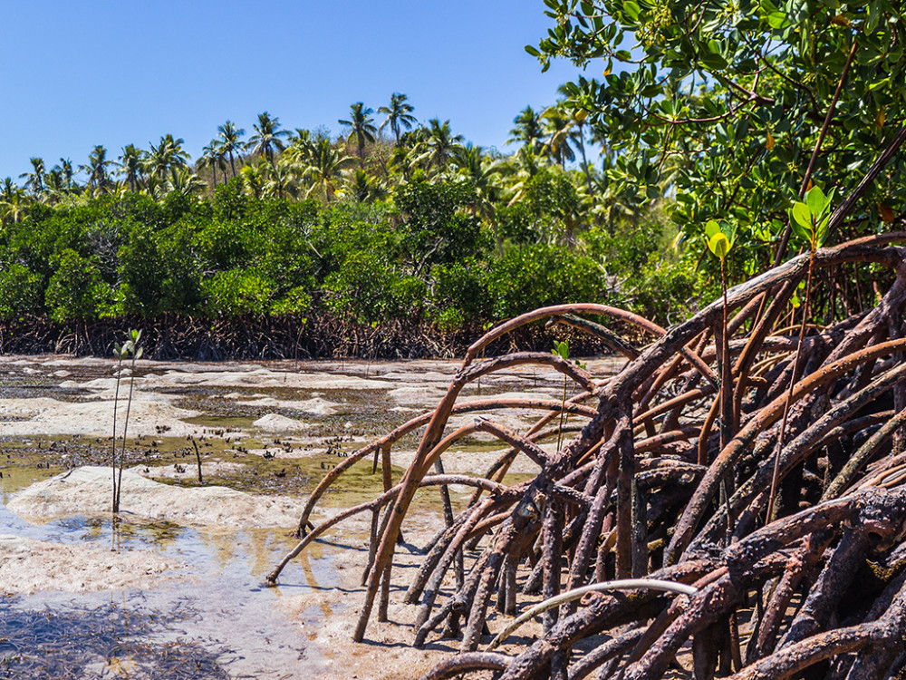 Mangrove, Fiji