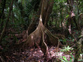 Regenwoud in Frans Guyana