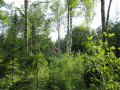 Zweden natuur