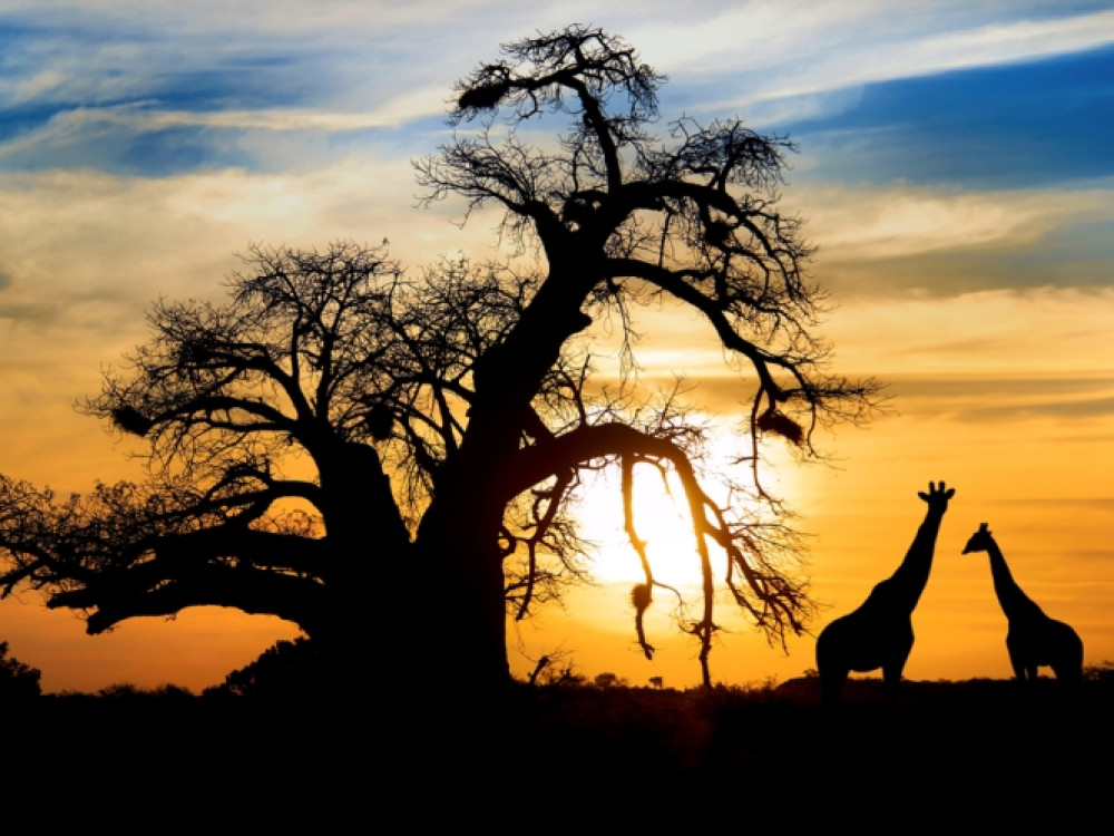 Baobab Botswana