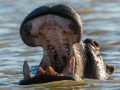 Nijlpaard in Chobe