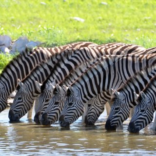 Afbeelding voor Tanzania
