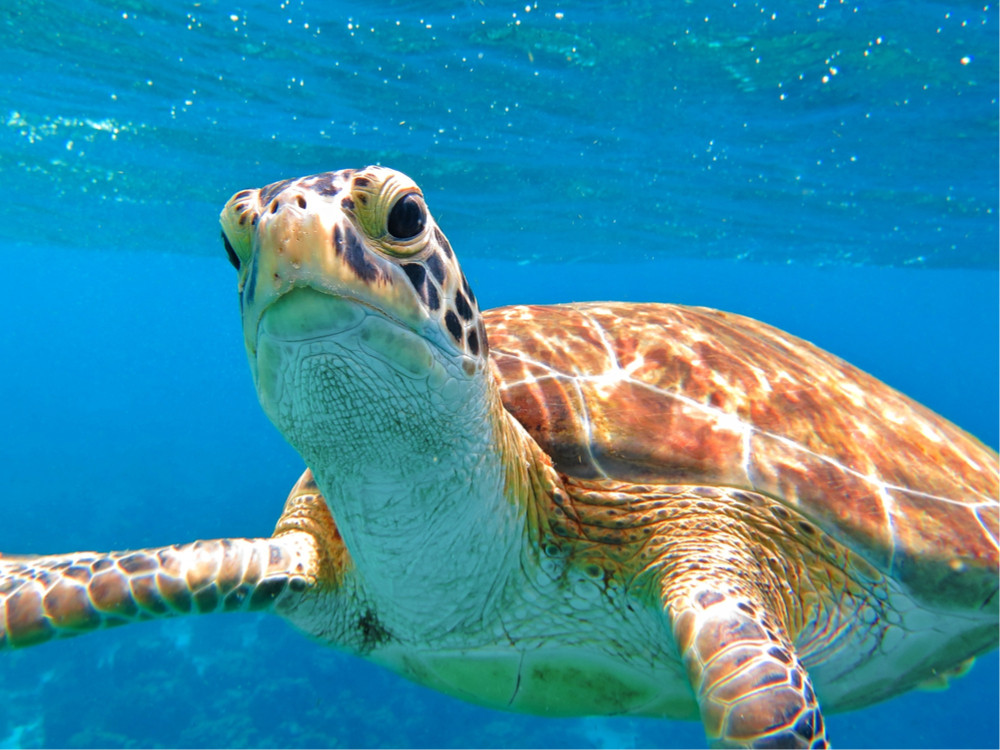 Duiken bij Bonaire