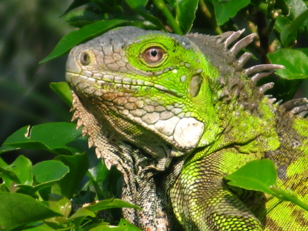 Leguaan op Curaçao