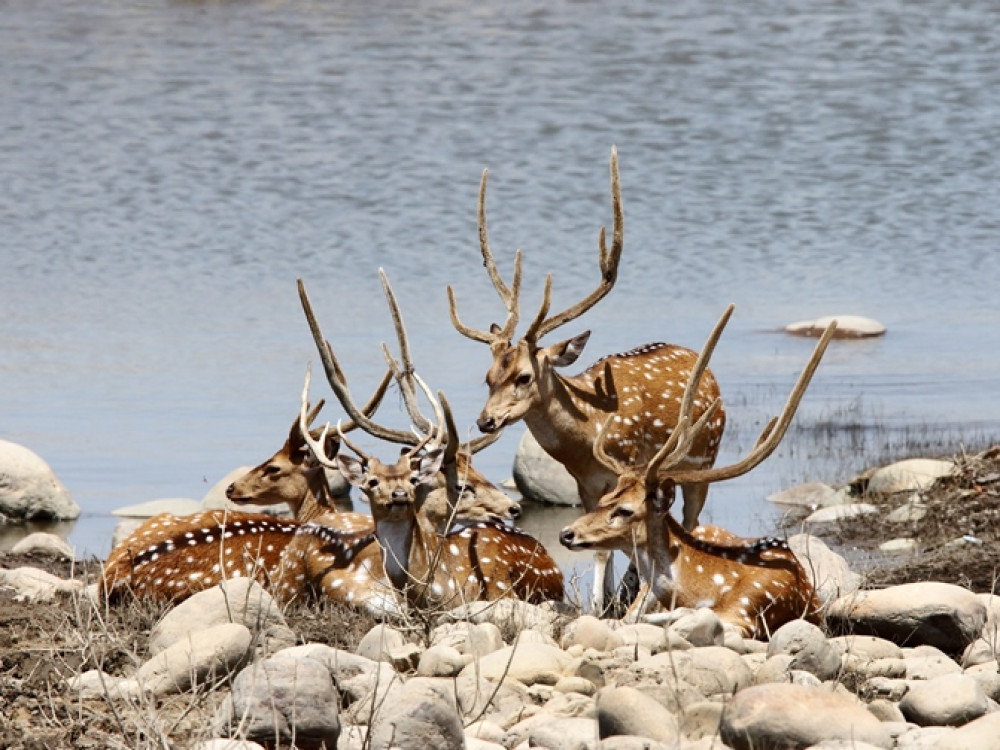 Jim Corbett park