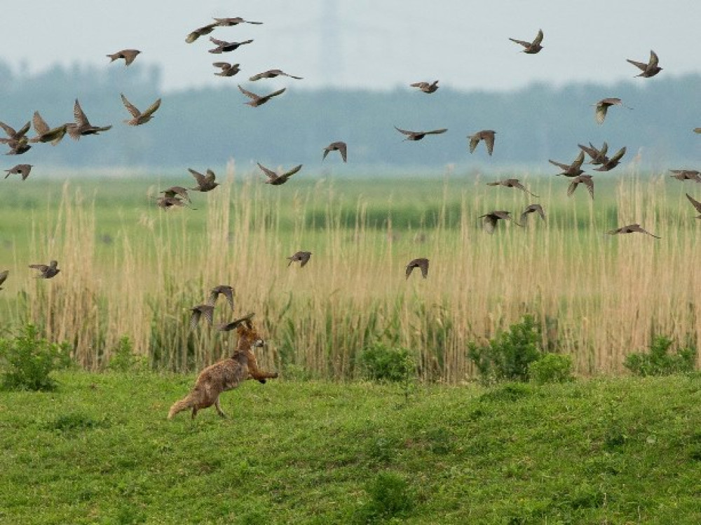 Oostvaardersplassen