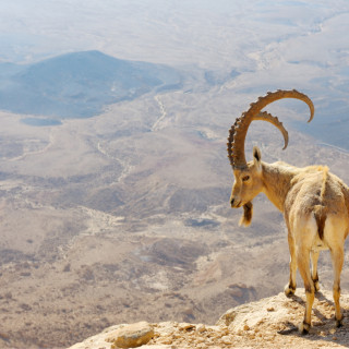 Afbeelding voor Israël