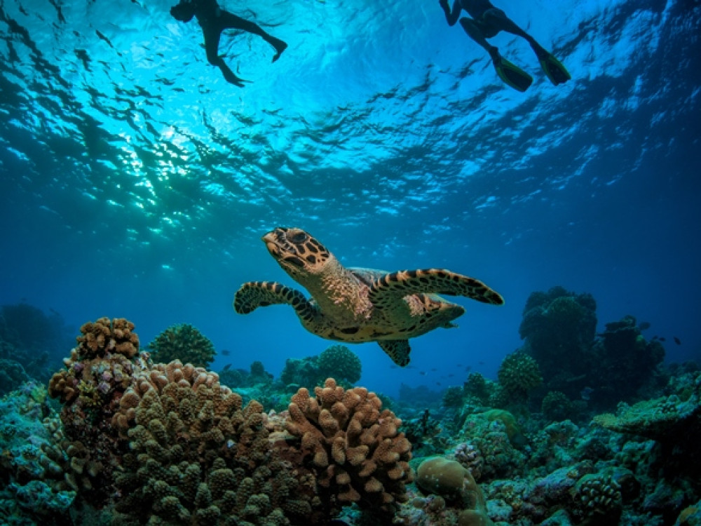 Duiken bij de Seychellen