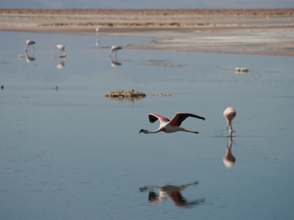 Salar de Atacama