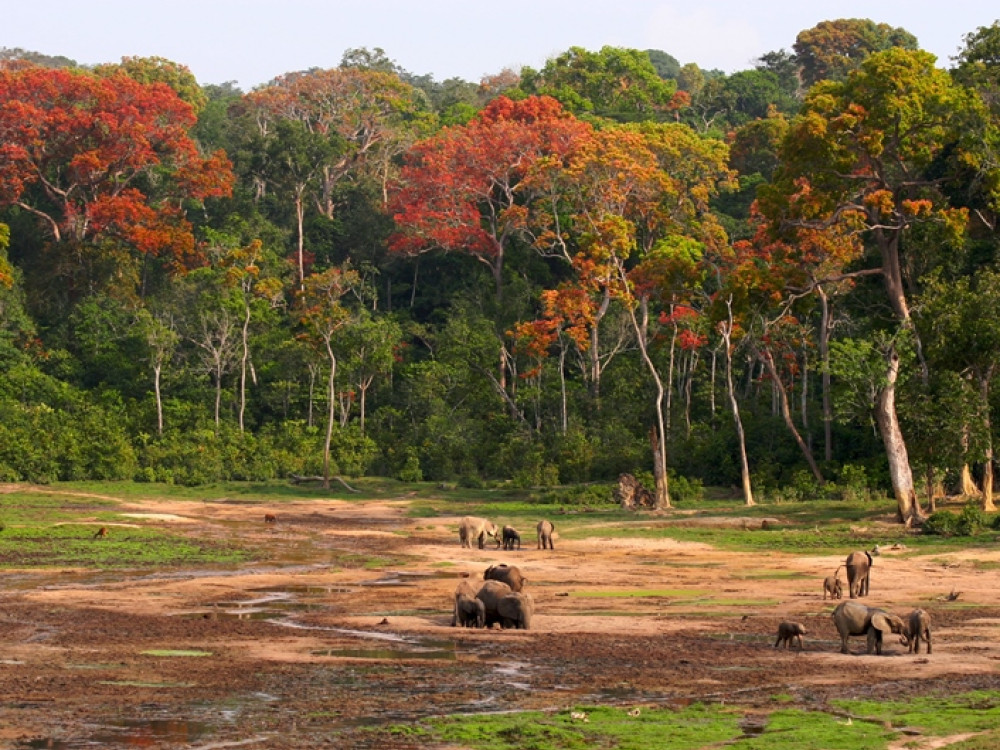 Centraal Afrikaanse Republiek natuur