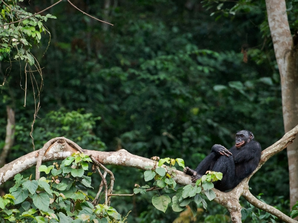 Democratische Republiek Congo natuur