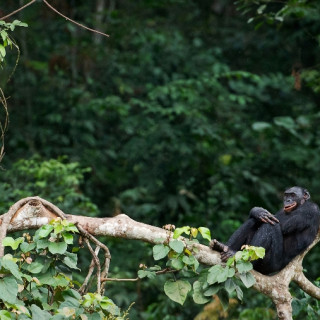 Afbeelding voor Congo-Kinshasa natuur