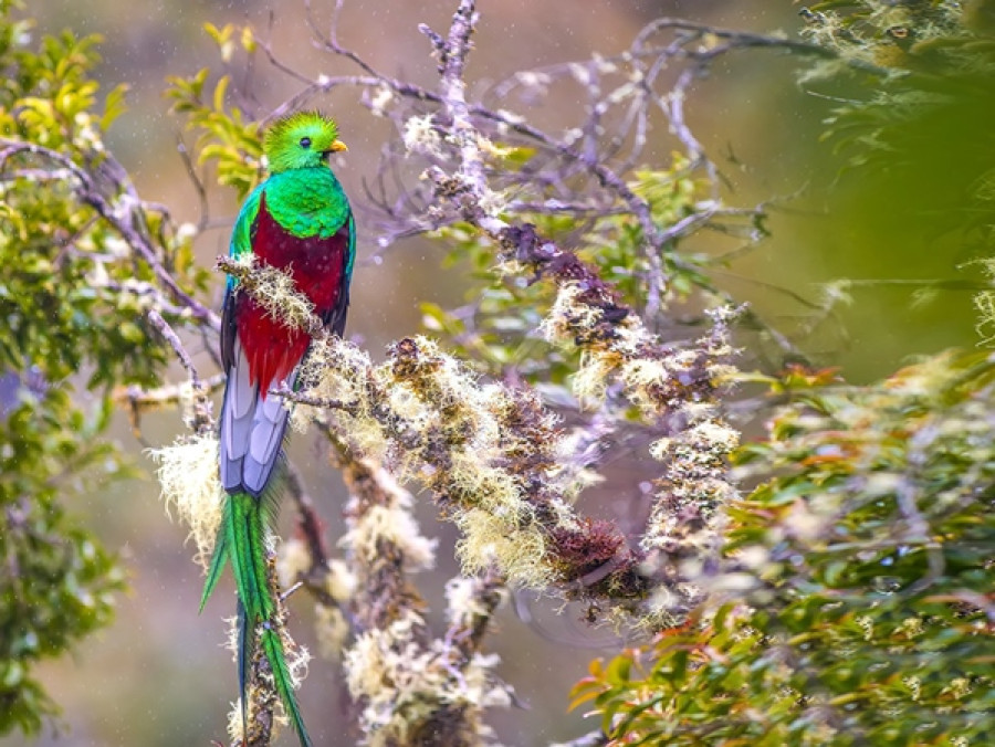 Quetzal Panama