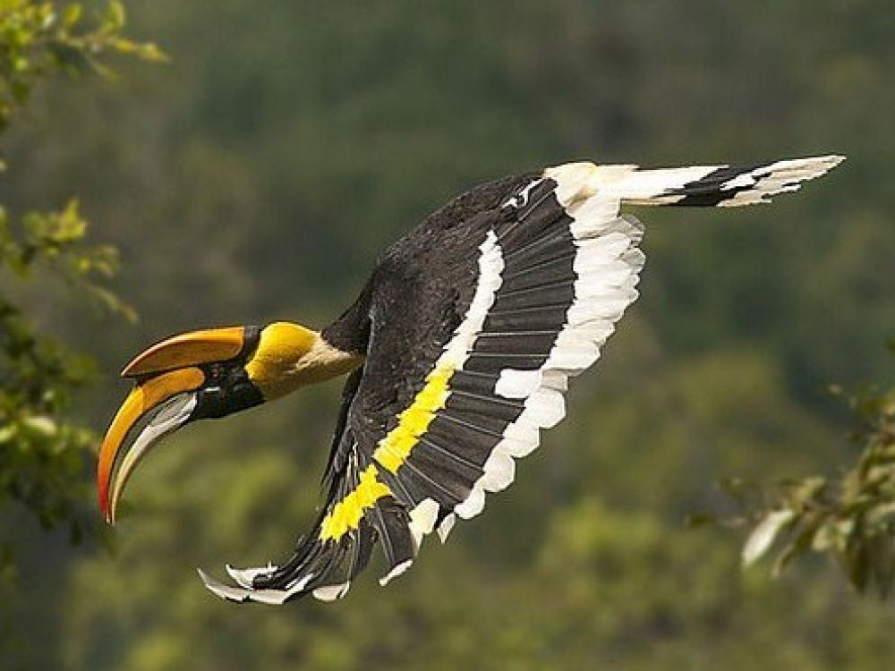 Vogels India - neushoornvogel