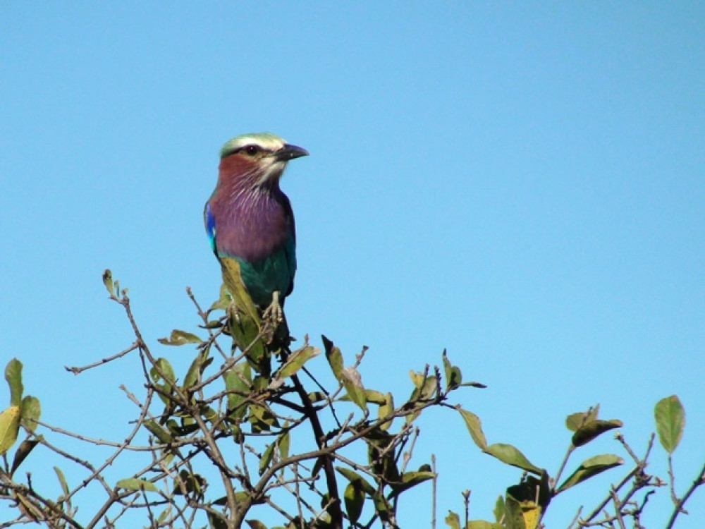 Vogels spotten