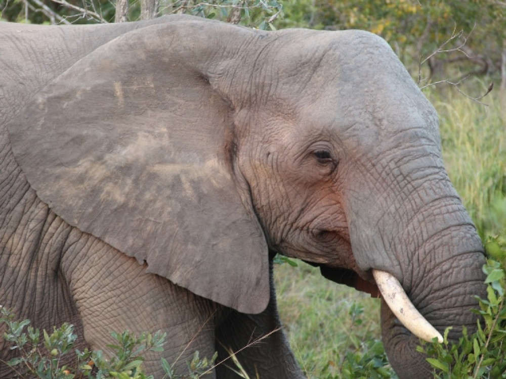 Addo Elephant NP