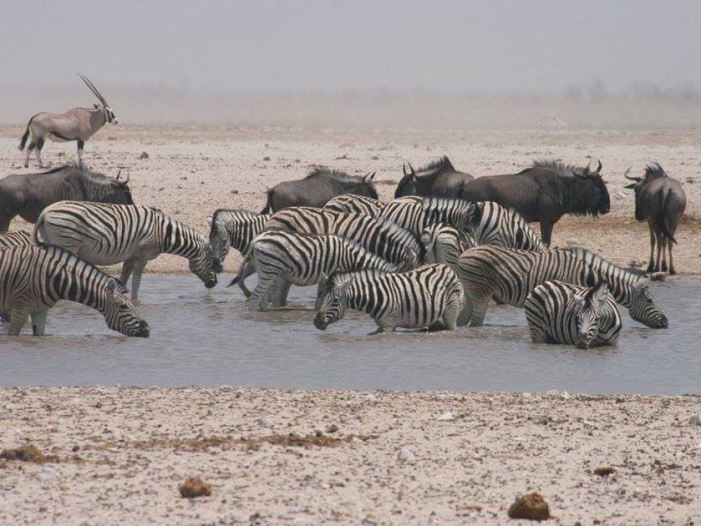 Etosha National Park Namibie