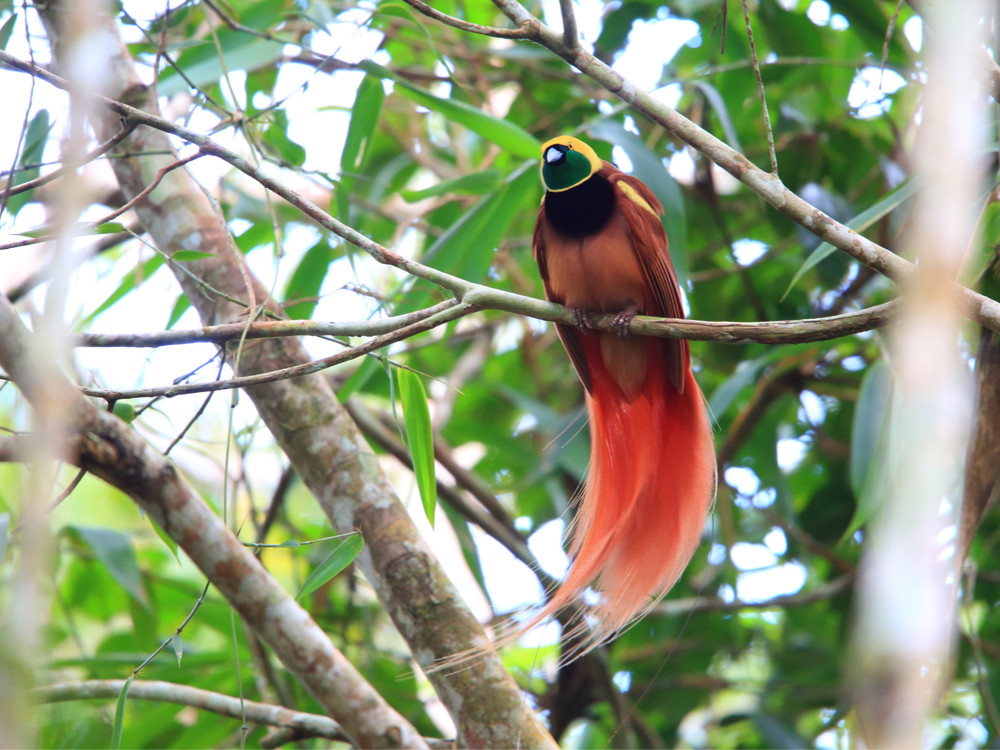 Natuur Papoea Nieuw Guinea