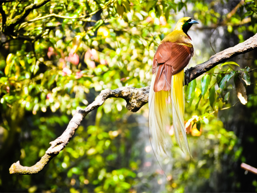 Paradijsvogels op Papoea Nieuw-Guinea