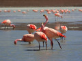 Flamingo's Bolivia
