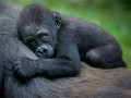 Gorilla safari Rwanda