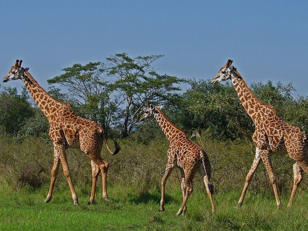 Rwanda natuur - Lake Kivu