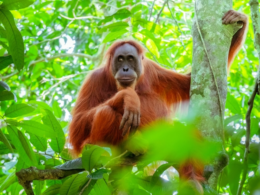 Orang oetan Indonesie