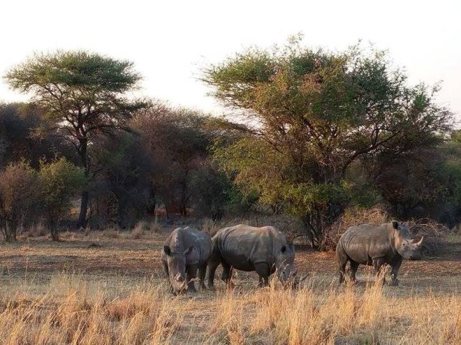 Neushoorns Namibië