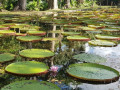 Pamplemousse Garden