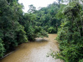 Natuur Brunei - Temburong