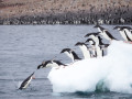 pinguins