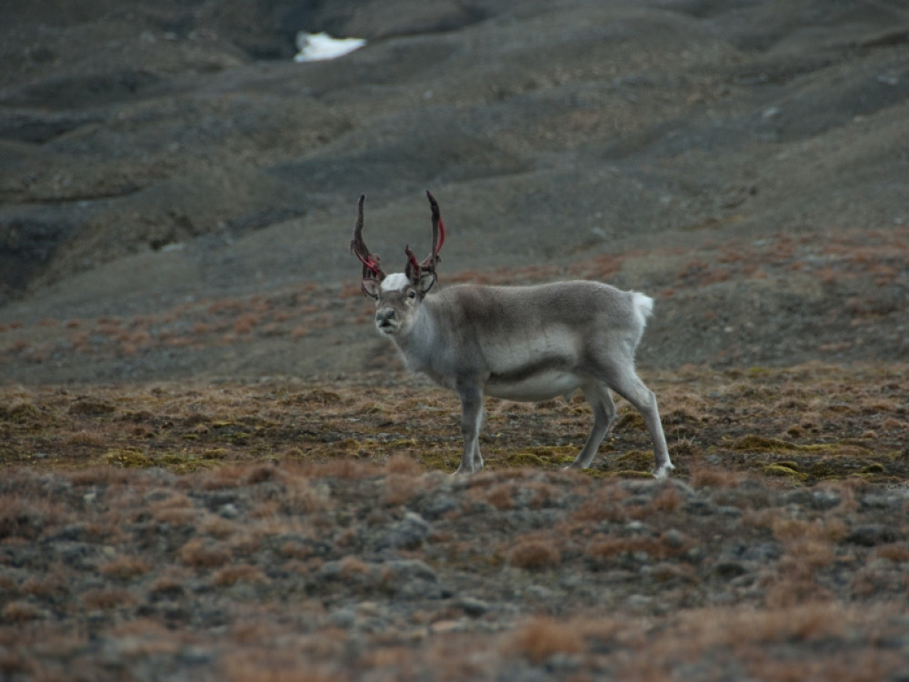 Spitsbergen