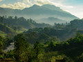 Guatemala jungle