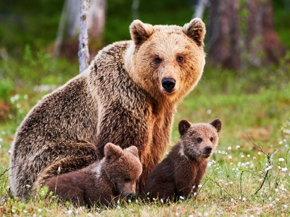 Finland natuur