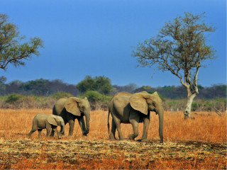 Afbeelding voor Zambia