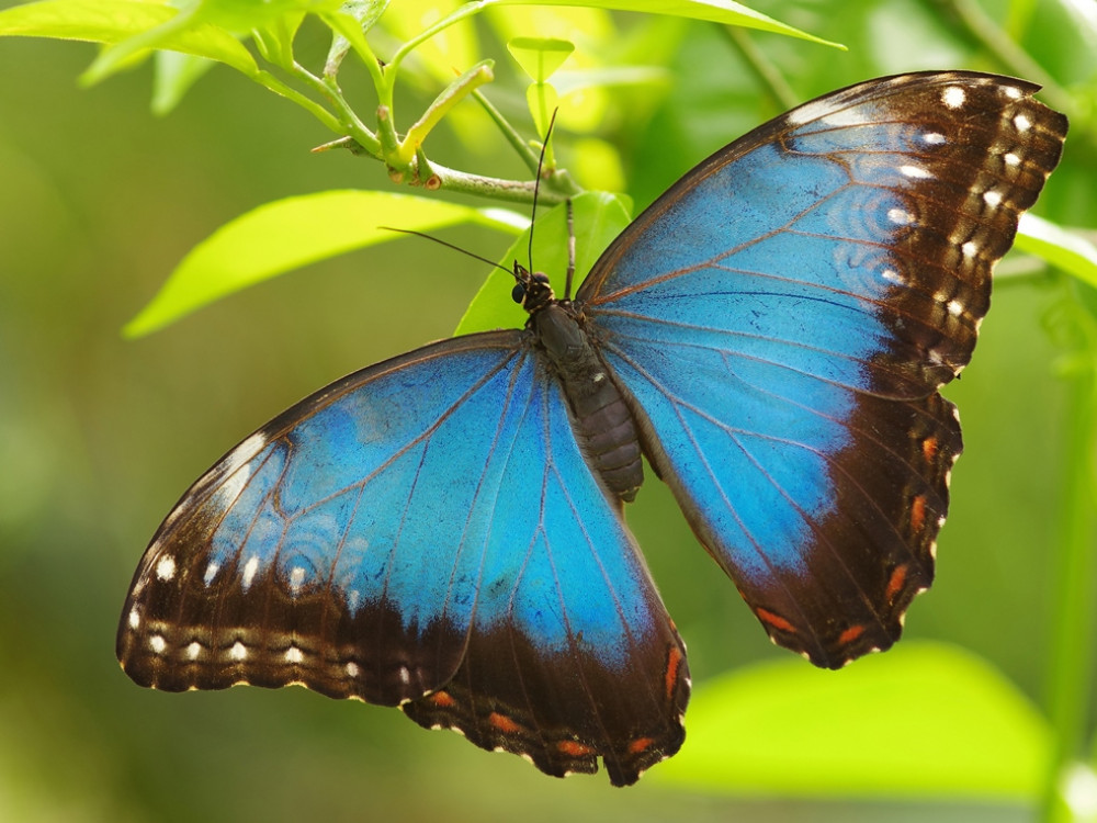 Blue Morpho Costa Rica