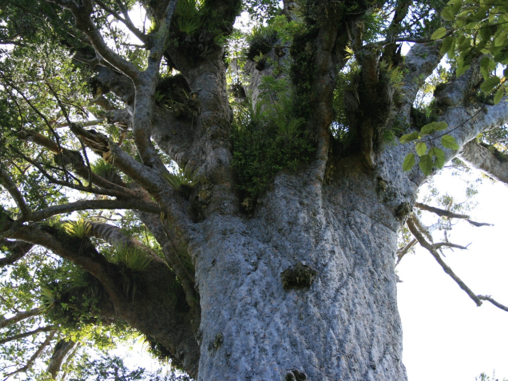 Kruin van een kauriboom
