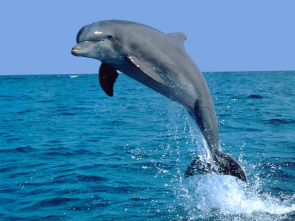 Dolfijnen Bali