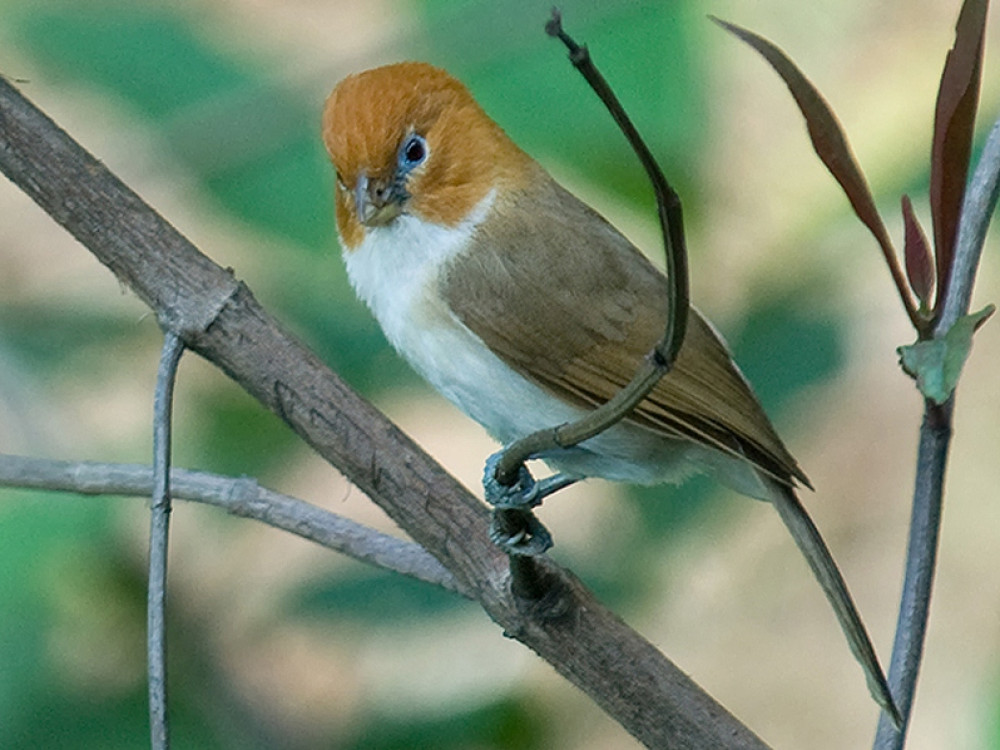 Greater Rufous-headed parrotbill