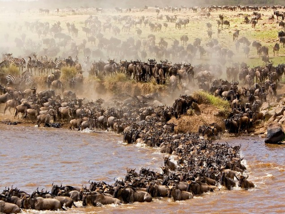 Migratie Serengeti