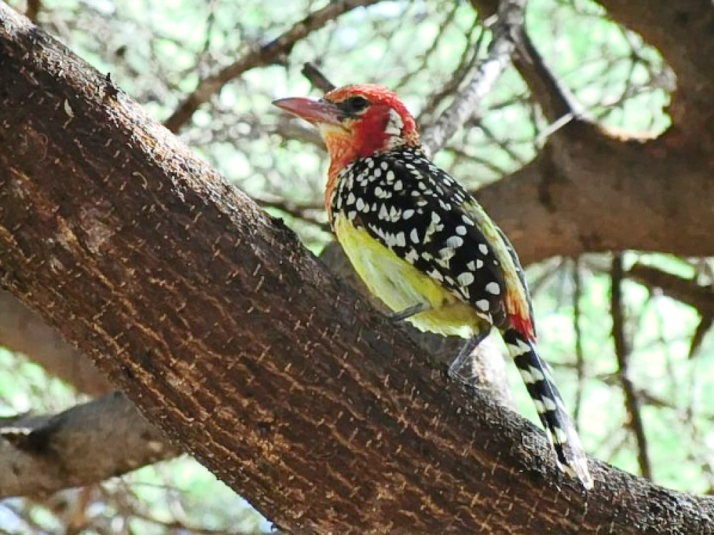 Tanzania vogels