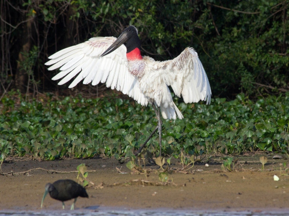 Vogels Brazilië - Jabiroe