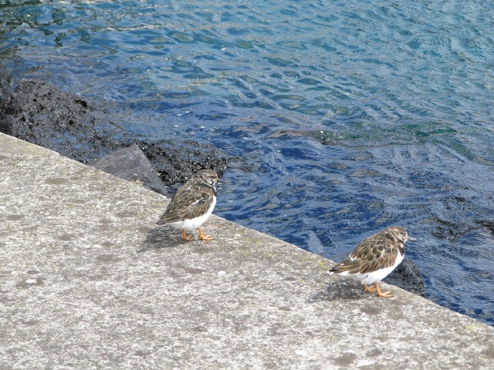 Vogels in de haven van Sao Miguel