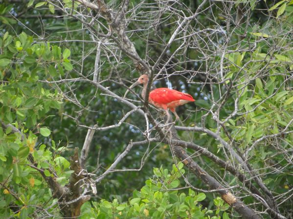 Suriname vogels | 5 Tips vogelreis in Suriname op ...